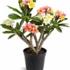 3 Pack Mixed Plumeria Cuttings - Frangipani Tropical Flower Plant for Outdoor Garden & Patio - Image 1