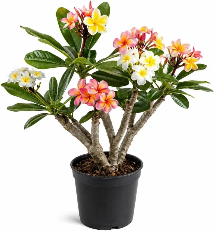 3 Pack Mixed Plumeria Cuttings - Frangipani Tropical Flower Plant for Outdoor Garden & Patio - Image 1