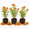 3 Pack Orange Milkweed Live Plants – Asclepias Tuberosa Perennial Starter – 4-7 Inches Tall – Outdoor - Image 1
