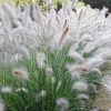 3 Pack White Fountain Grass Live Plant - Pennisetum alopecuroides Hameln - Outdoor Ornamental Grass - Image 1