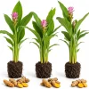 3 Yellow Turmeric Live Plants 4-7 inches Tall - Fragrant Herb Starter for Containers & Outdoor Garden - Image 1