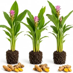 3 Yellow Turmeric Live Plants 4-7 inches Tall - Fragrant Herb Starter for Containers & Outdoor Garden - Image 1