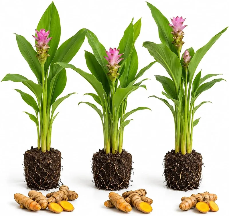 3 Yellow Turmeric Live Plants 4-7 inches Tall - Fragrant Herb Starter for Containers & Outdoor Garden - Image 1