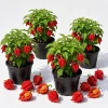 4 Carolina Reaper Live Pepper Plants - 4-6 Inch Tall Chili Peppers for Home Garden - Image 1