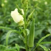 4 Live Okra Clemson Spineless Plants - Green Summer Garden Seedlings 4-8 inches - Image 1