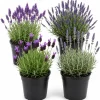 4 Mixed Lavender Live Plants, 4-8 Inches Tall, Fragrant Purple Flowers, Outdoor Garden - Image 1