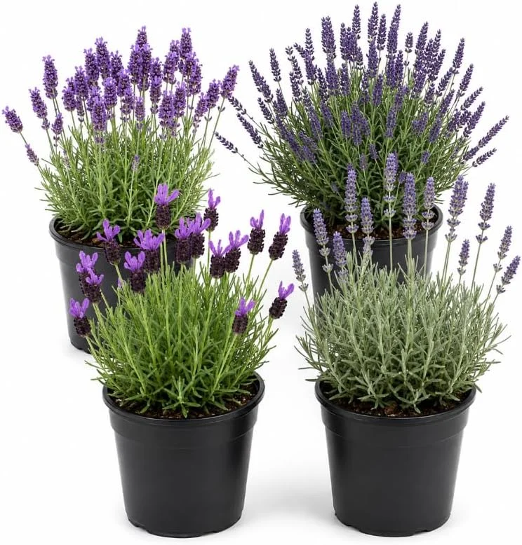 4 Mixed Lavender Live Plants, 4-8 Inches Tall, Fragrant Purple Flowers, Outdoor Garden - Image 1