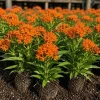 4 Orange Milkweed Live Plants - Asclepias Tuberosa, Butterfly Weed, 4-8 Inch Tall, Outdoor Perennial - Image 1