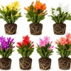 4 Random Christmas Thanksgiving Cactus Live Plants – 4-8 Inch Tall Tropical - Image 1