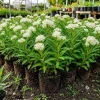 4 White Milkweed Live Plants - Asclepias Perennial, 4-8 Inch, Outdoor - Image 1
