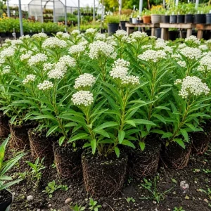 4 White Milkweed Live Plants - Asclepias Perennial, 4-8 Inch, Outdoor - Image 1