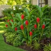 5 Awapuhi Shampoo Ginger Rhizomes - Zingiber Zerumbet Roots for Gardens & Pots - Image 1
