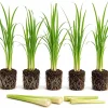 5 Live Lemongrass Plants - 4-6 Inch Tall Well-Rooted Fragrant Herb Starters for Outdoor Gardens & Patios - Image 1