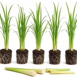 5 Live Lemongrass Plants - 4-6 Inch Tall Well-Rooted Fragrant Herb Starters for Outdoor Gardens & Patios - Image 1