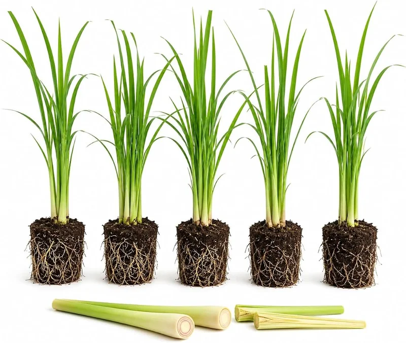 5 Live Lemongrass Plants - 4-6 Inch Tall Well-Rooted Fragrant Herb Starters for Outdoor Gardens & Patios - Image 1