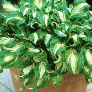 5 Mixed Hosta Live Plants – Perennial Rhizomes for Shade Gardens – Mixture of Colors – Zones 3-9 - Image 10