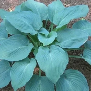 5 Mixed Hosta Live Plants – Perennial Rhizomes for Shade Gardens – Mixture of Colors – Zones 3-9 - Image 11