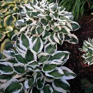 5 Mixed Hosta Live Plants – Perennial Rhizomes for Shade Gardens – Mixture of Colors – Zones 3-9 - Image 12