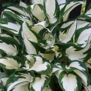 5 Mixed Hosta Live Plants – Perennial Rhizomes for Shade Gardens – Mixture of Colors – Zones 3-9 - Image 4