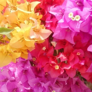 5 Pack Color Blast Bougainvillea Live Plant Starter Plants, Assorted Colors, 2.5x4 inch Pot - Image 1