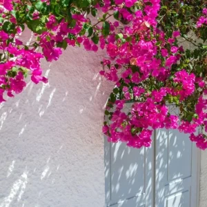5 Pack Color Blast Bougainvillea Live Plant Starter Plants, Assorted Colors, 2.5x4 inch Pot - Image 3