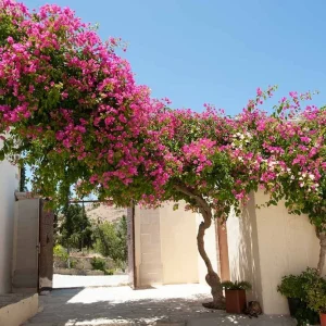 5 Pack Color Blast Bougainvillea Live Plant Starter Plants, Assorted Colors, 2.5x4 inch Pot - Image 5