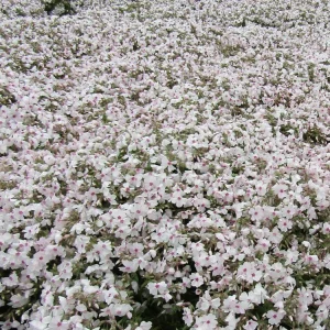 5 Pack Creeping Phlox 'Amazing Grace' Live Plant - White Flowers Ground Cover - Image 3