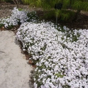 5 Pack Creeping Phlox 'Amazing Grace' Live Plant - White Flowers Ground Cover - Image 4