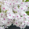 5 Pack Creeping Phlox 'Amazing Grace' Live Plant - White Flowers Ground Cover - Image 1