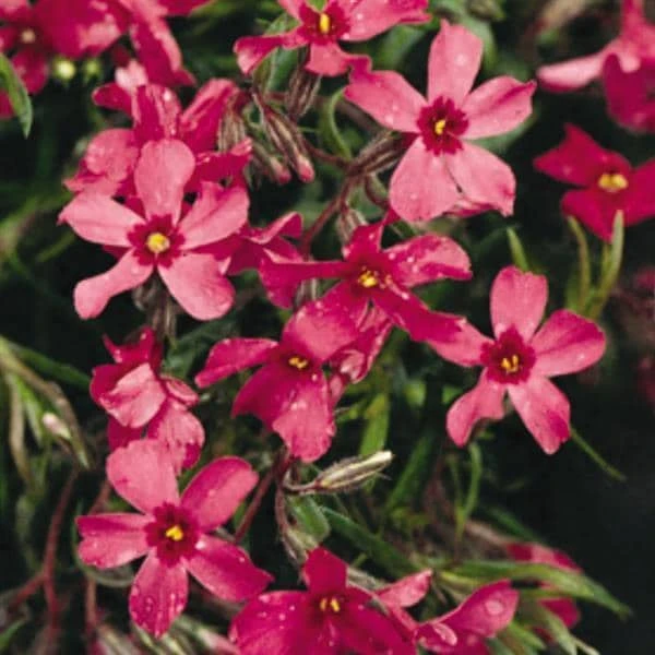 5 Pack Crimson Beauty Creeping Phlox Live Plant – Groundcover, Zones 3-9 - Image 1