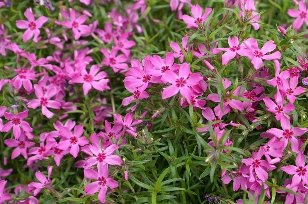 5 Pack Crimson Beauty Creeping Phlox Live Plant – Groundcover, Zones 3-9 - Image 2