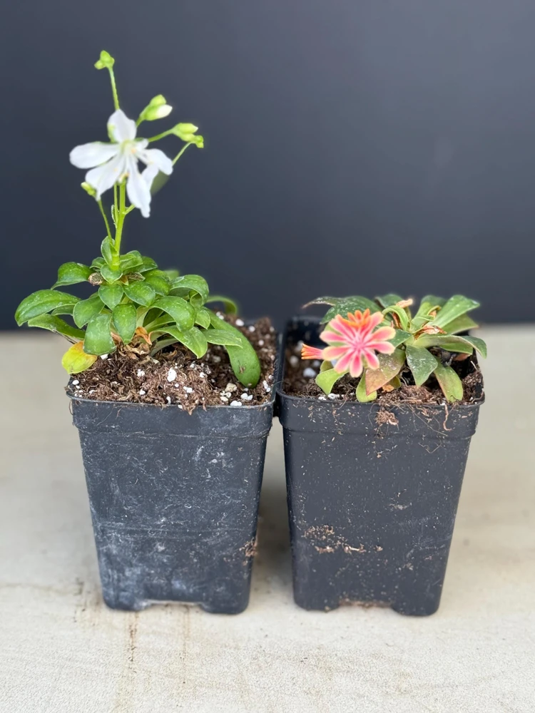 5 Pack Rainbow Mix Lewisia Live Plant - Vibrant Perennial Flowers for Gardens - Image 2