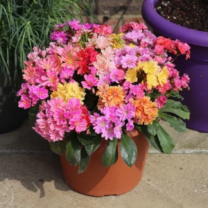 5 Pack Rainbow Mix Lewisia Live Plant - Vibrant Perennial Flowers for Gardens - Image 3