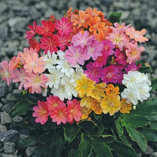 5 Pack Rainbow Mix Lewisia Live Plant - Vibrant Perennial Flowers for Gardens - Image 5