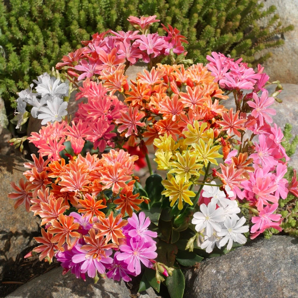 5 Pack Rainbow Mix Lewisia Live Plant - Vibrant Perennial Flowers for Gardens - Image 1