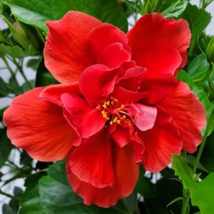 Double Red Hibiscus Plants Live - 3-5 inches Tall Outdoor Flower Bush