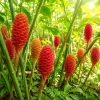 7 Awapuhi Shampoo Ginger Rhizomes - Zingiber Zerumbet Roots for Planting, Outdoor - Image 1