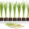 7 Lemongrass Live Plant Starters, 4-6 Inches Tall, Rooted Fragrant Herb for Patio & Garden - Image 1