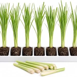 7 Lemongrass Live Plant Starters, 4-6 Inches Tall, Rooted Fragrant Herb for Patio & Garden - Image 1