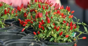 How to Grow and Care Pequin Peppers