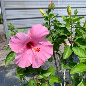 Seminole Pink Hibiscus Plants Live - Pink Flowers - 3 to 5 Inch Starter Plants - Image 3
