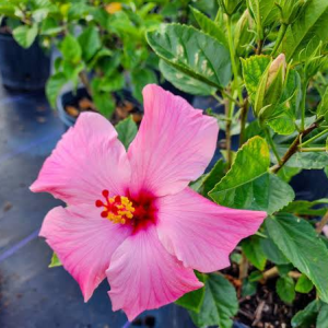 Seminole Pink Hibiscus Plants Live - Pink Flowers - 3 to 5 Inch Starter Plants - Image 4
