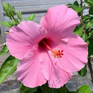Seminole Pink Hibiscus Plants Live - Pink Flowers - 3 to 5 Inch Starter Plants