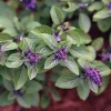 African Blue Basil Live Plant 8-11” Tall – Aromatic Herb for Garden & Culinary Use - Image 1