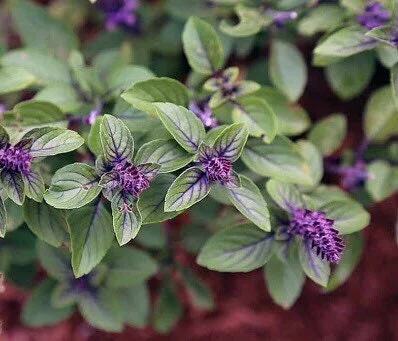 African Blue Basil Live Plant 8-11” Tall – Aromatic Herb for Garden & Culinary Use - Image 1