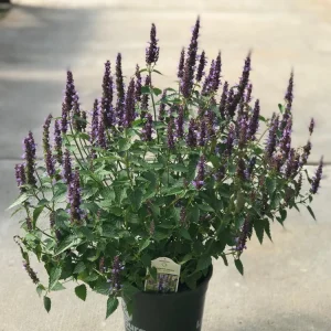 Agastache Little Adder Live Plant - Lavender-Blue Flowers, Full Sun, Zones 5-9 - Image 3
