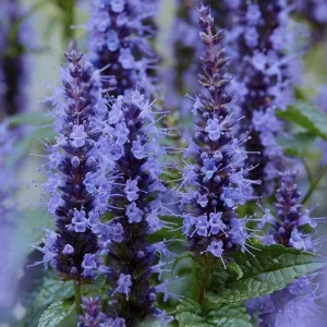 Agastache Little Adder Live Plant - Lavender-Blue Flowers, Full Sun, Zones 5-9 - Image 1