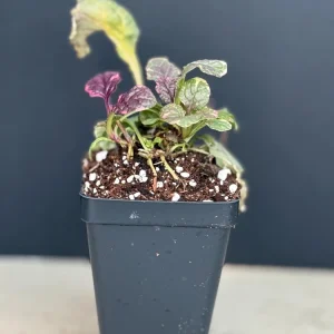 Ajuga Burgundy Glow Live Plant - Tri-Color Foliage Ground Cover - Zones 3-9 - Image 2