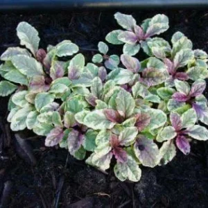 Ajuga Burgundy Glow Live Plant - Tri-Color Foliage Ground Cover - Zones 3-9 - Image 3