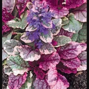 Ajuga Burgundy Glow Live Plant - Tri-Color Foliage Ground Cover - Zones 3-9 - Image 4
